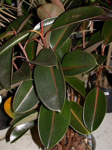 Где купить цветы в Солигорске