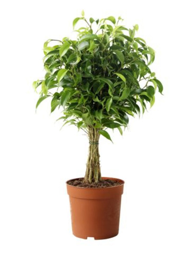 Где купить цветы в Солигорске