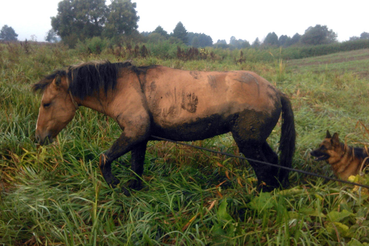 Спасение лошади, провалившейся под Землю