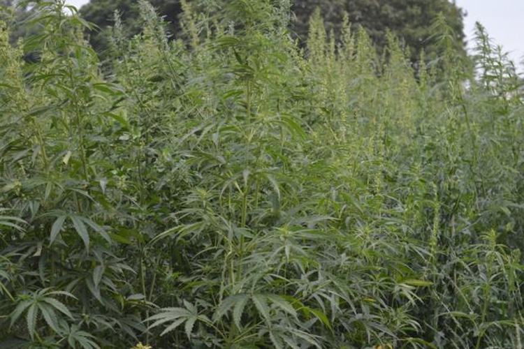 Уничтожение поля дикорастущей конопли