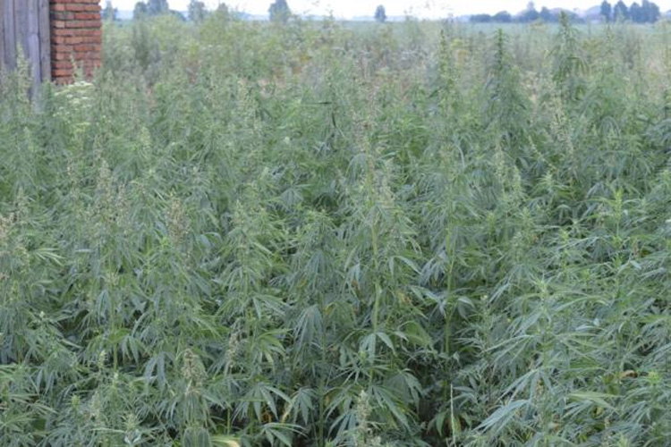 Уничтожение поля дикорастущей конопли