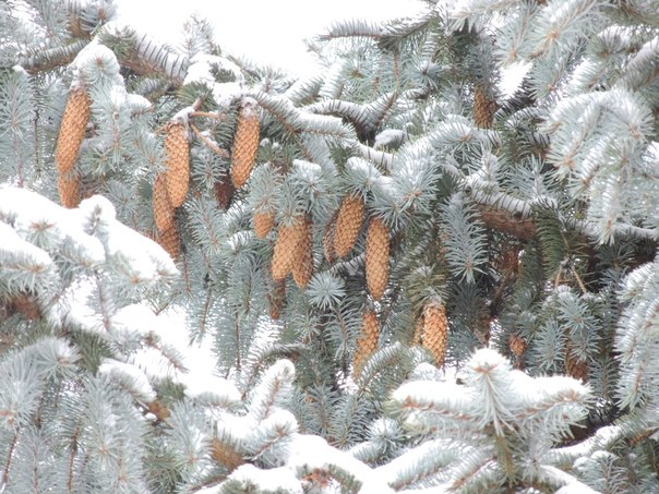 зима в Солигорске