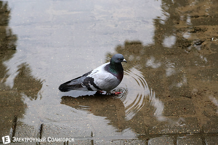 сильный дождь в Солигорске