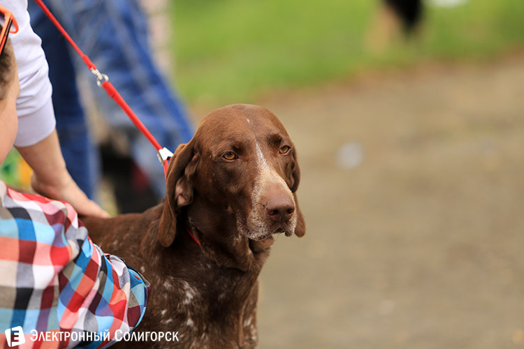 выставка собак в Солигорске