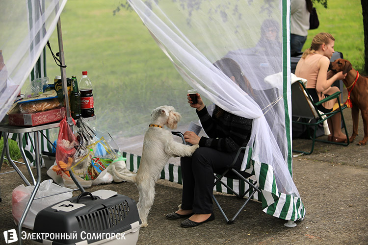 выставка собак в Солигорске