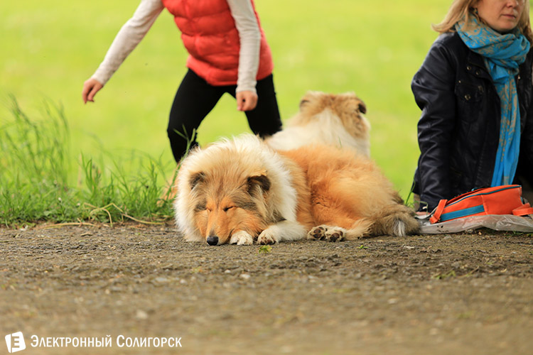 выставка собак в Солигорске