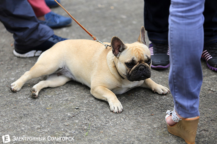 выставка собак в Солигорске