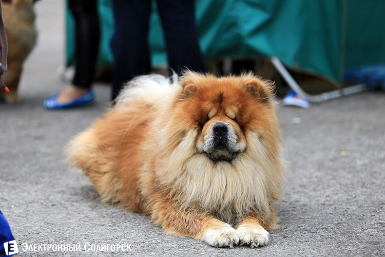 выставка собак в Солигорске