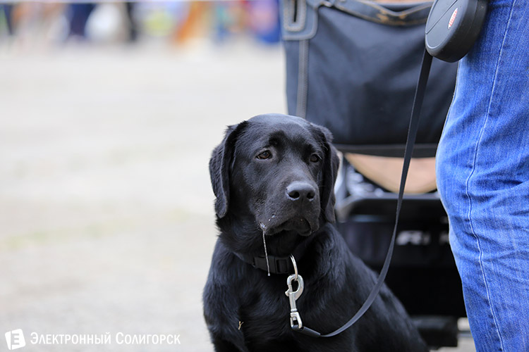 выставка собак в Солигорске