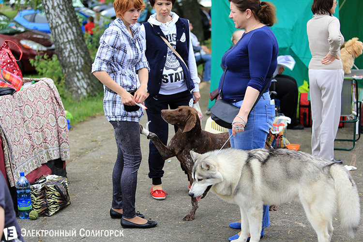 выставка собак в Солигорске
