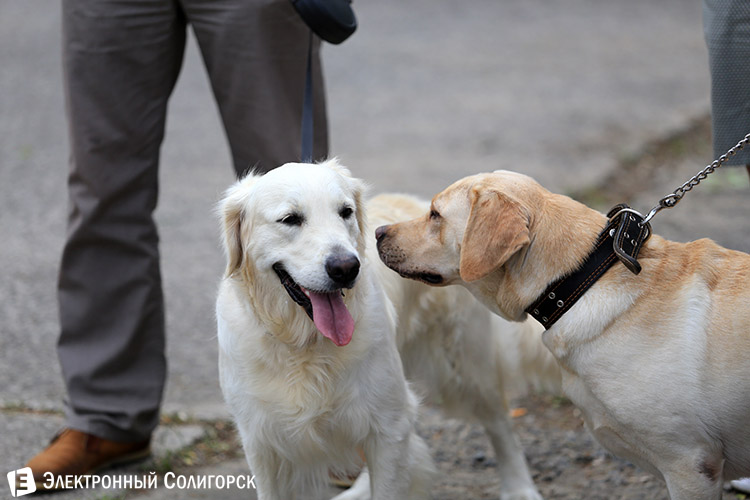 выставка собак в Солигорске