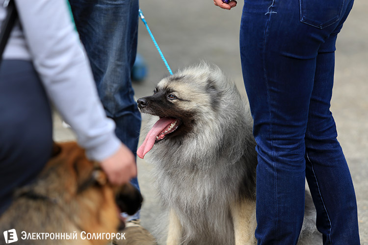 выставка собак в Солигорске