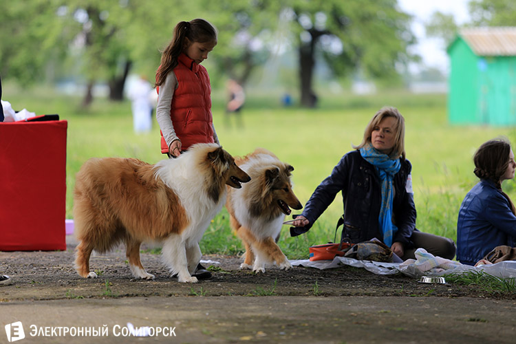выставка собак в Солигорске