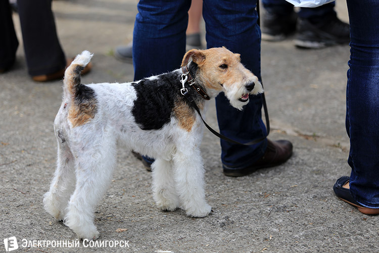 выставка собак в Солигорске