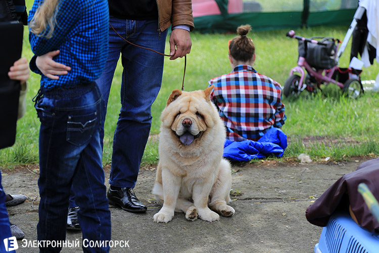 выставка собак в Солигорске