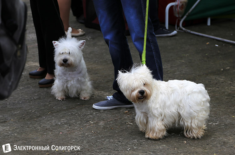 выставка собак в Солигорске
