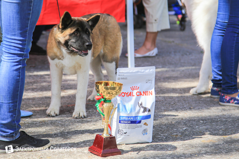 выставка собак в Солигорске