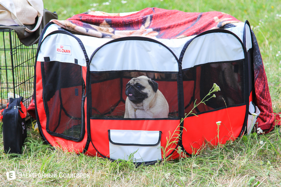 выставка собак в Солигорске