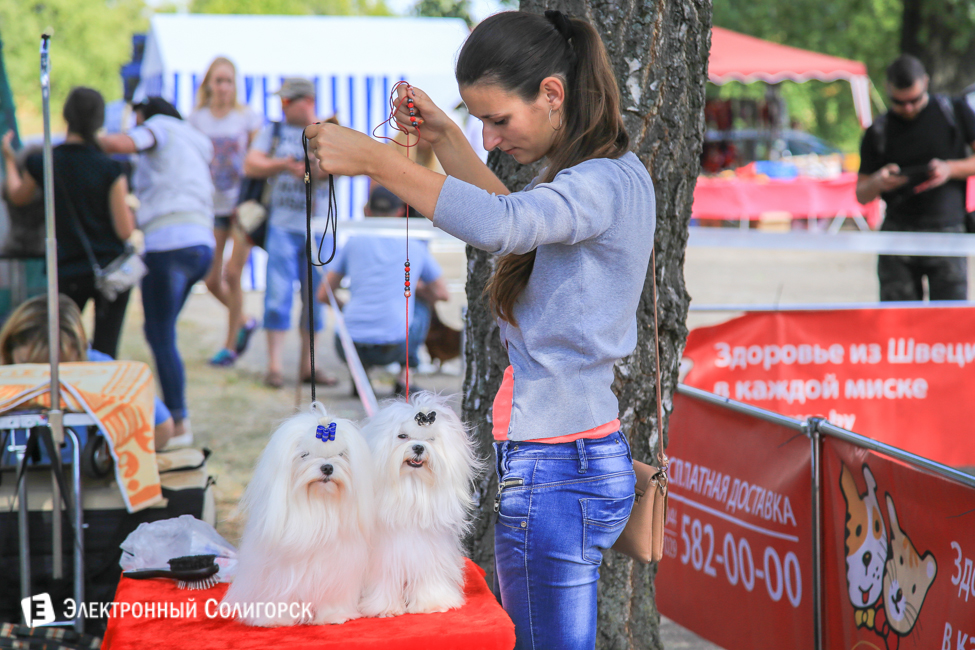выставка собак в Солигорске