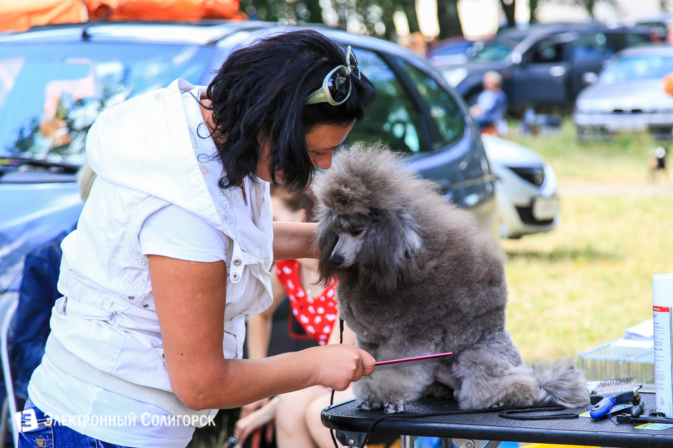 выставка собак в Солигорске