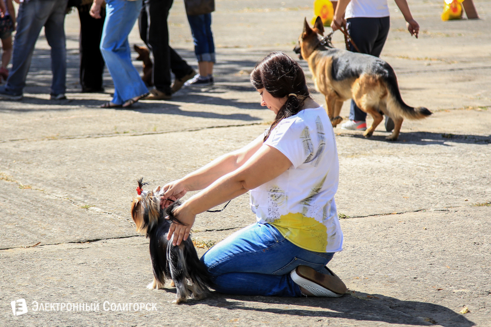 выставка собак в Солигорске