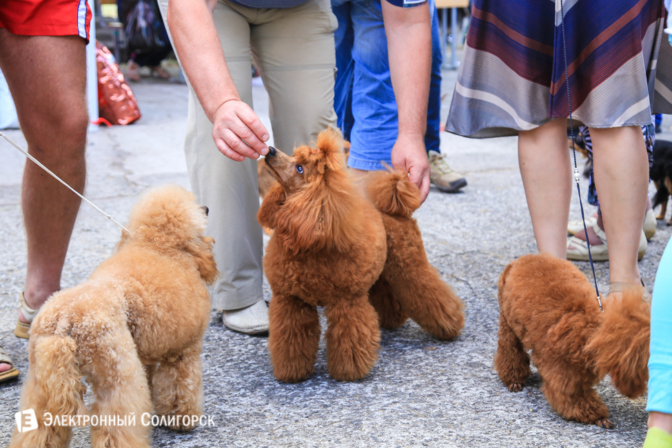 выставка собак в Солигорске