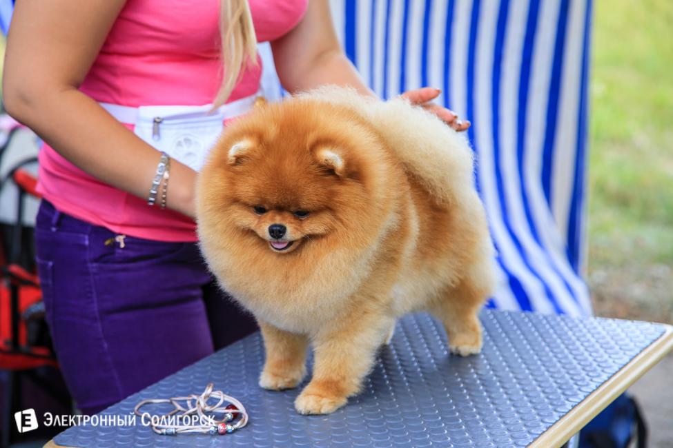 выставка собак в Солигорске