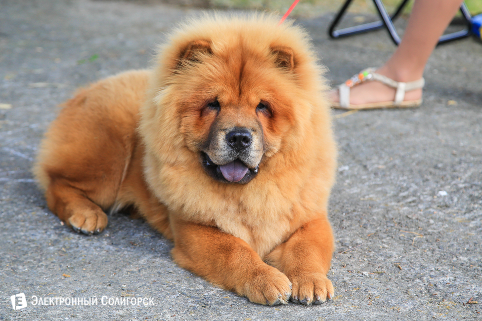 выставка собак в Солигорске