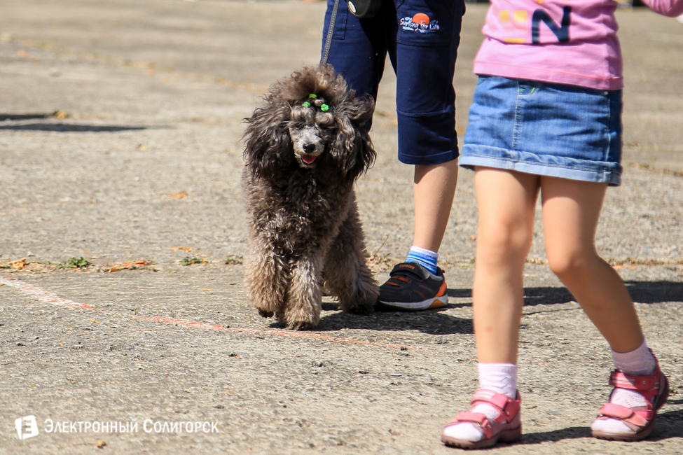 выставка собак в Солигорске