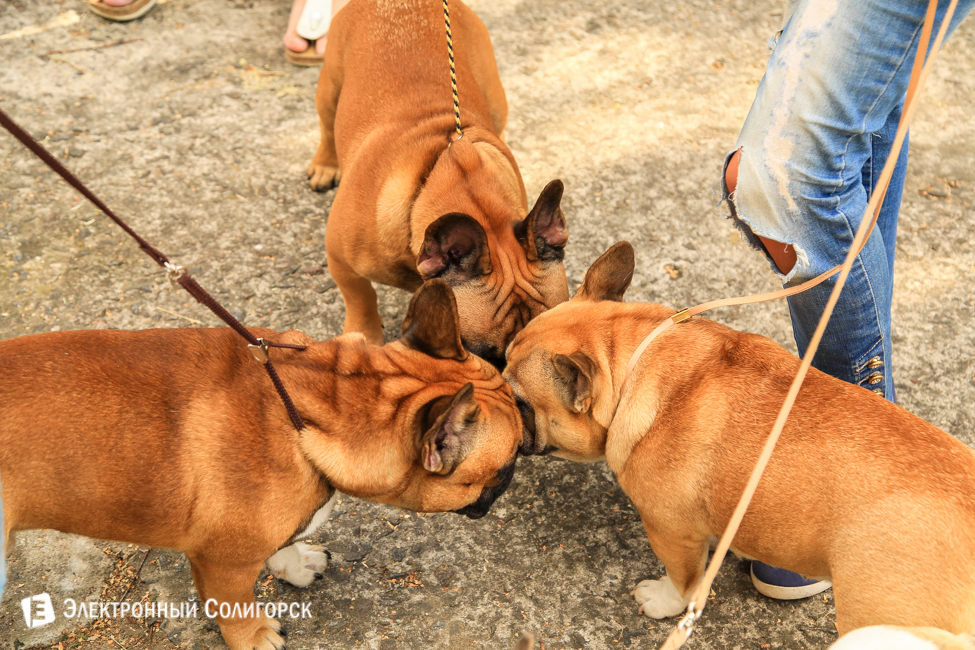 выставка собак в Солигорске