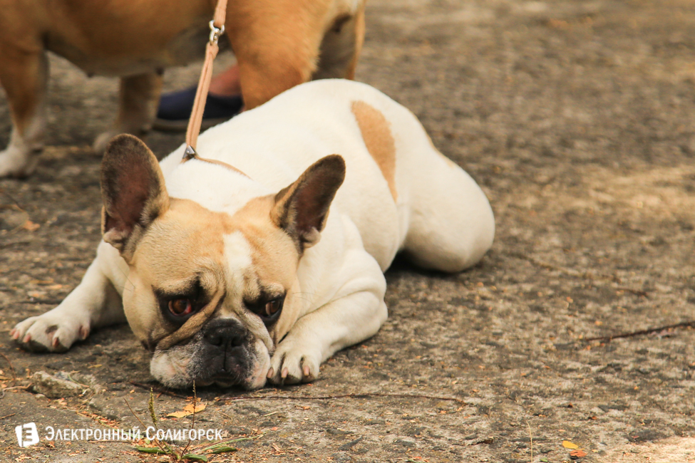 выставка собак в Солигорске