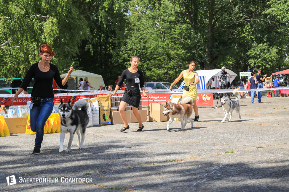 выставка собак в Солигорске