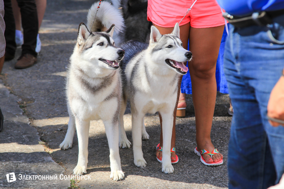выставка собак в Солигорске