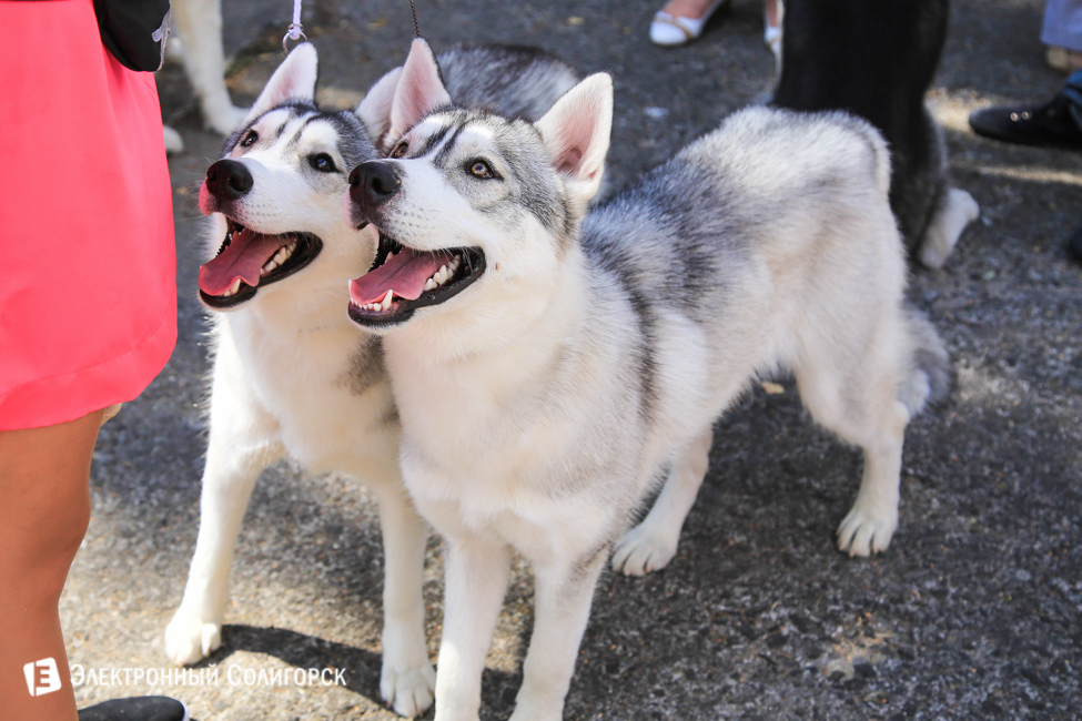выставка собак в Солигорске