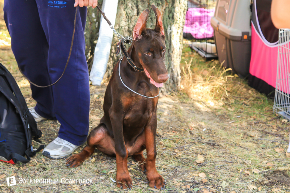 выставка собак в Солигорске