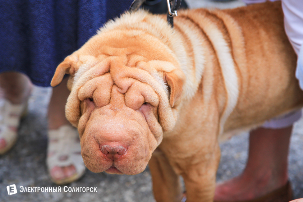 выставка собак в Солигорске
