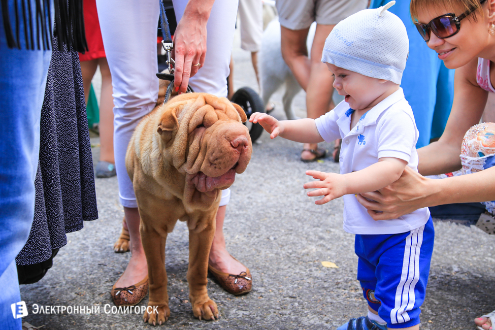 выставка собак в Солигорске