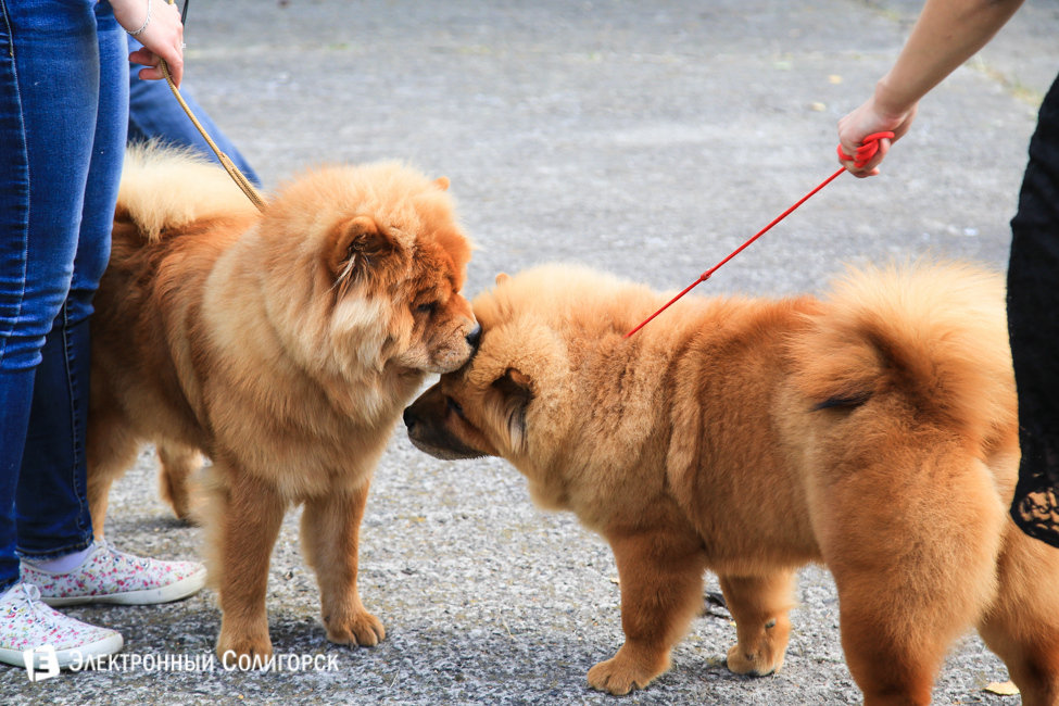 выставка собак в Солигорске