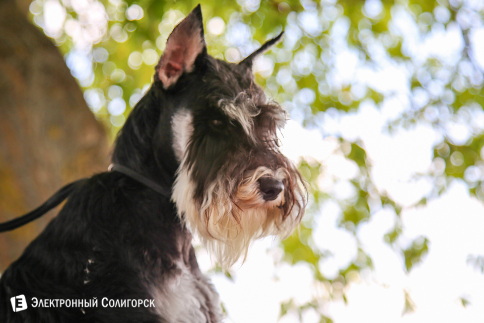 выставка собак в Солигорске