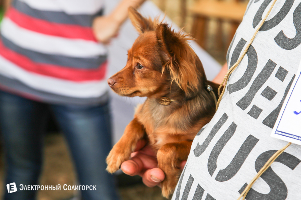 выставка собак в Солигорске