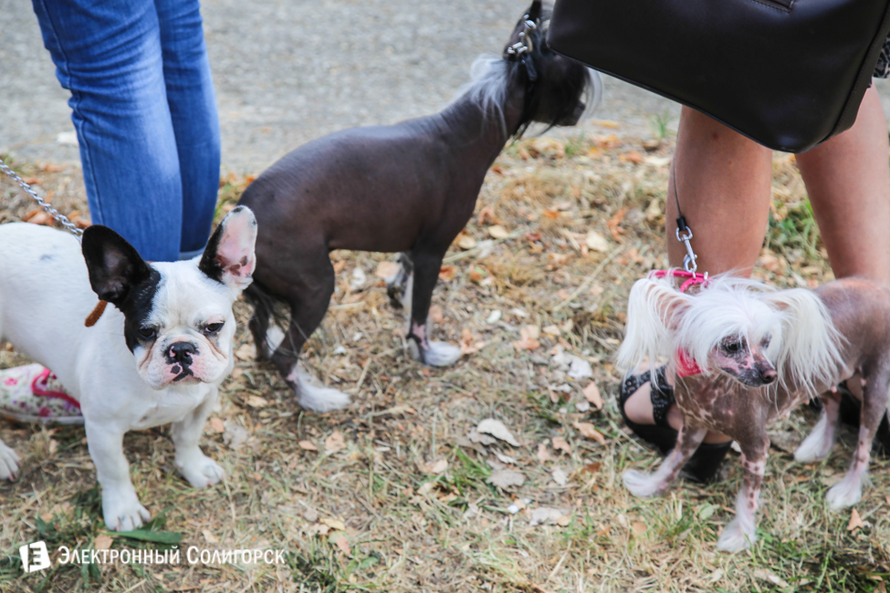 выставка собак в Солигорске