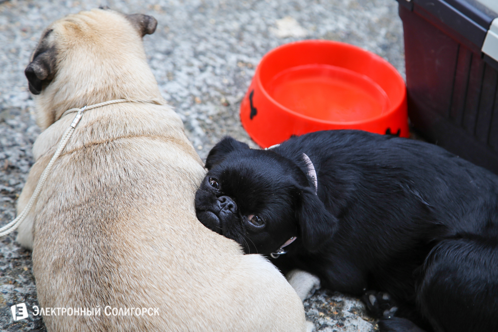 выставка собак в Солигорске