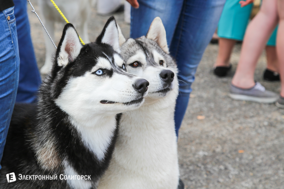 выставка собак в Солигорске