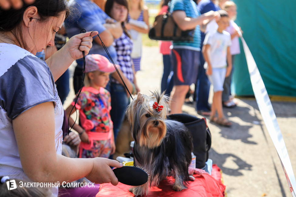 выставка собак в Солигорске