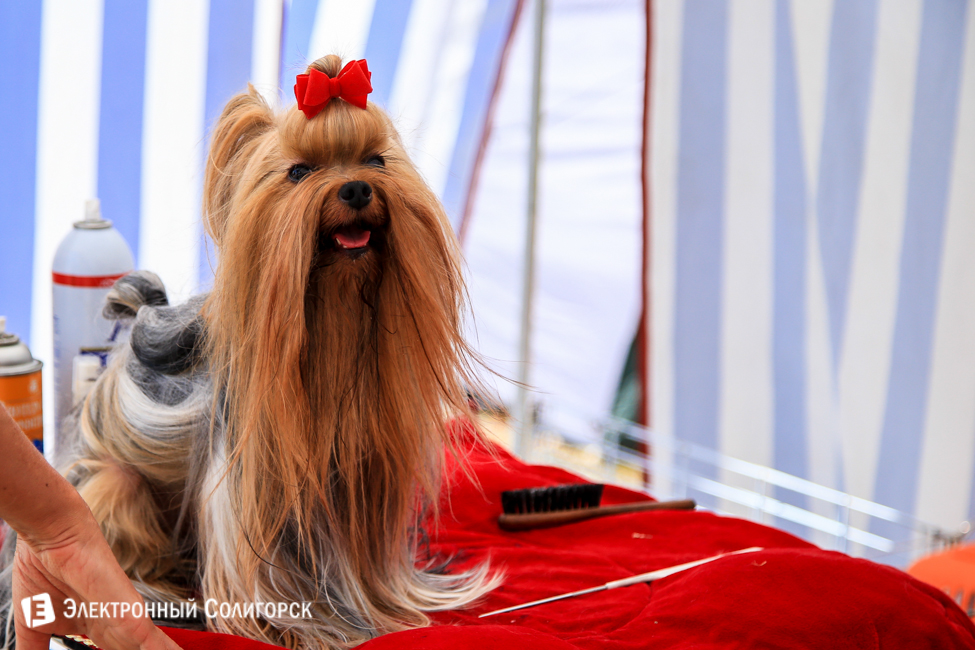 выставка собак в Солигорске