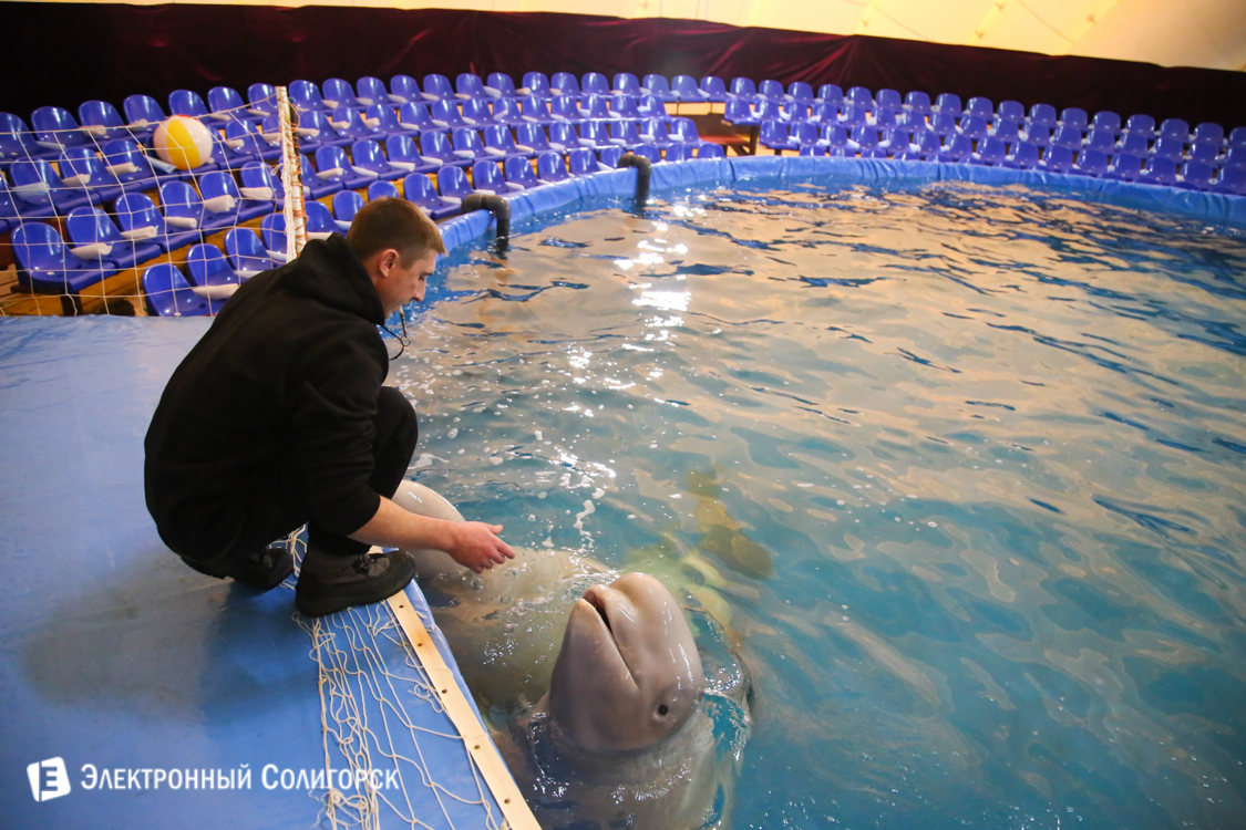 Дельфинарий в Солигорске