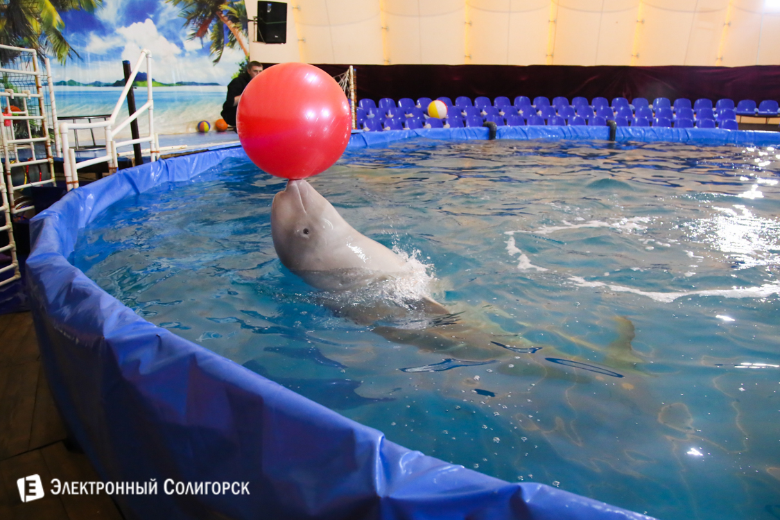 Дельфинарий в Солигорске