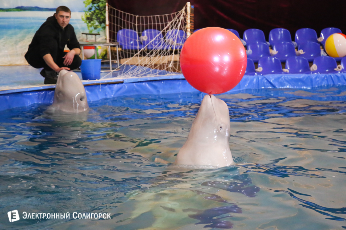 Дельфинарий в Солигорске