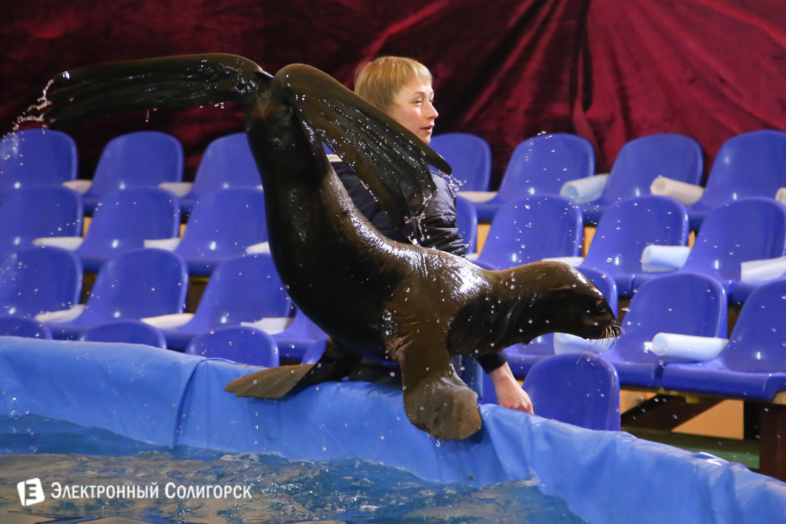 Дельфинарий в Солигорске