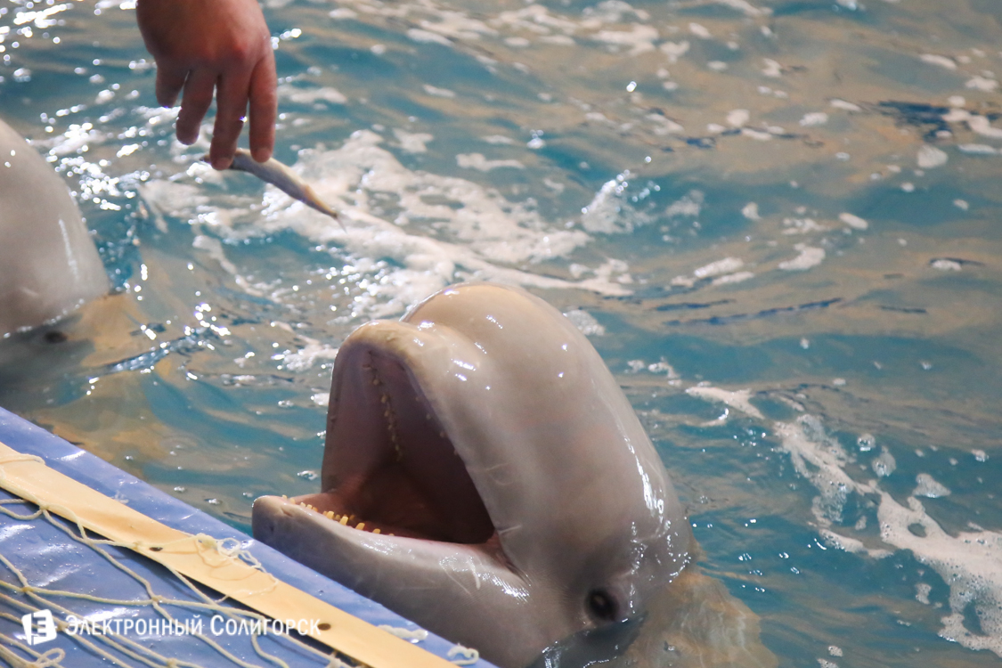 дельфинарий в Солигорске